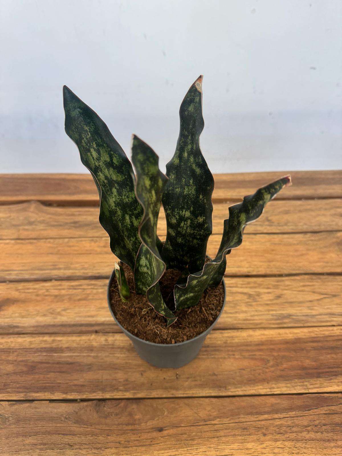 Sansevieria Star Canyon Grani Granite Emerald - V.12
