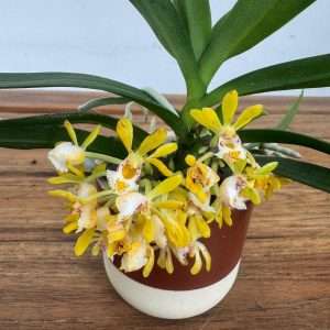 Gastrochilus Acutifolius Obliqus - V.6