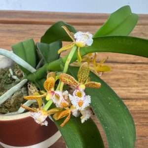 Gastrochilus Acutifolius Obliqus - V.6