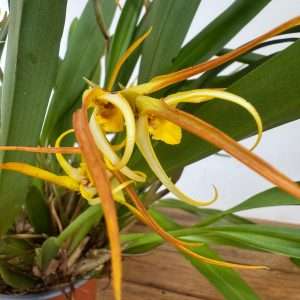 Maxillaria 'Bradei' - V.12