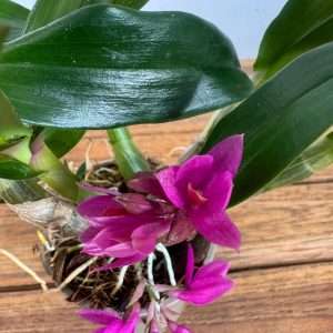 Dendrobium 'Hibiki' - V.9