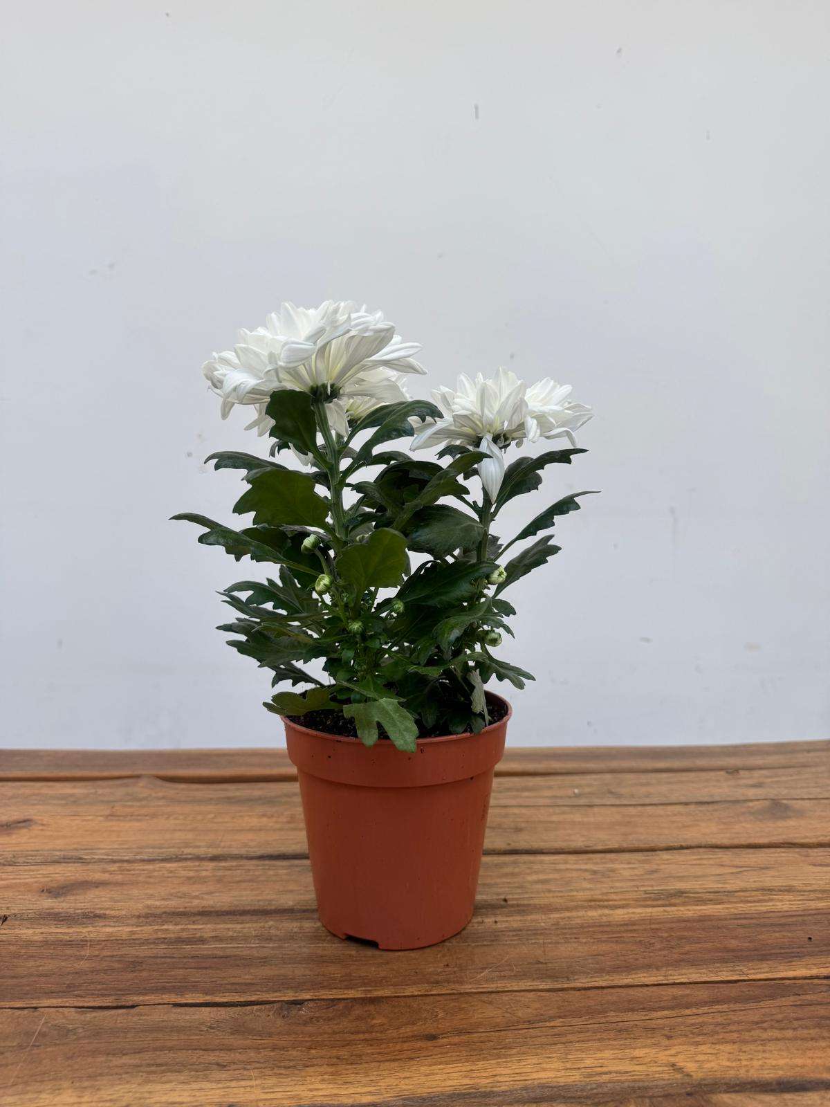 Chrysanthemum - V.14 - Image 2