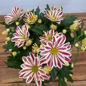 Chrysanthemum - V.14