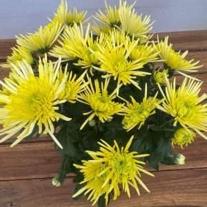 Chrysanthemum - V.14