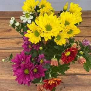 Chrysanthemum - V.14