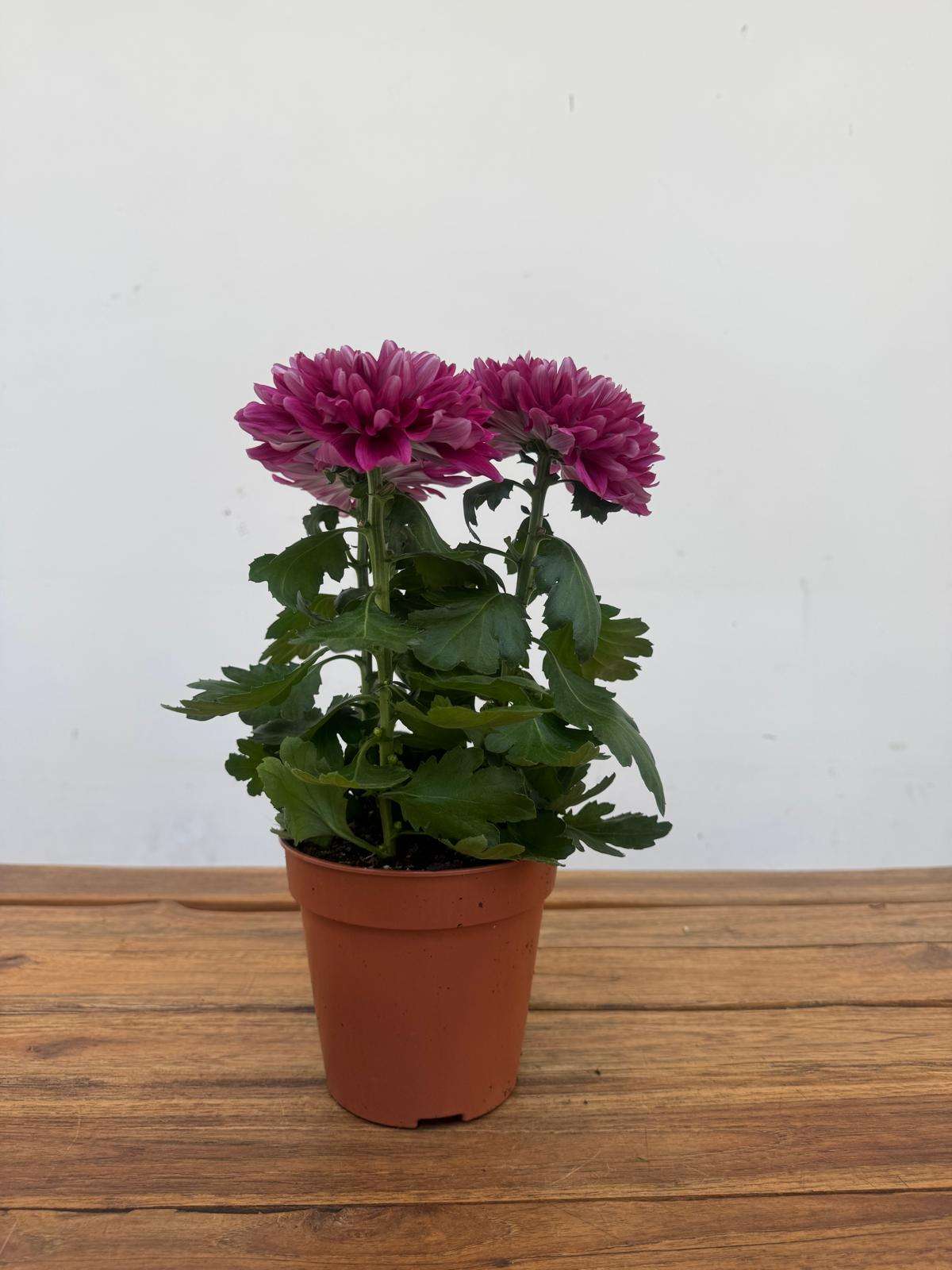 Chrysanthemum - V.14 - Image 2
