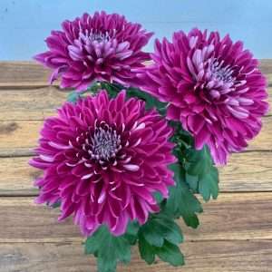 Chrysanthemum - V.14