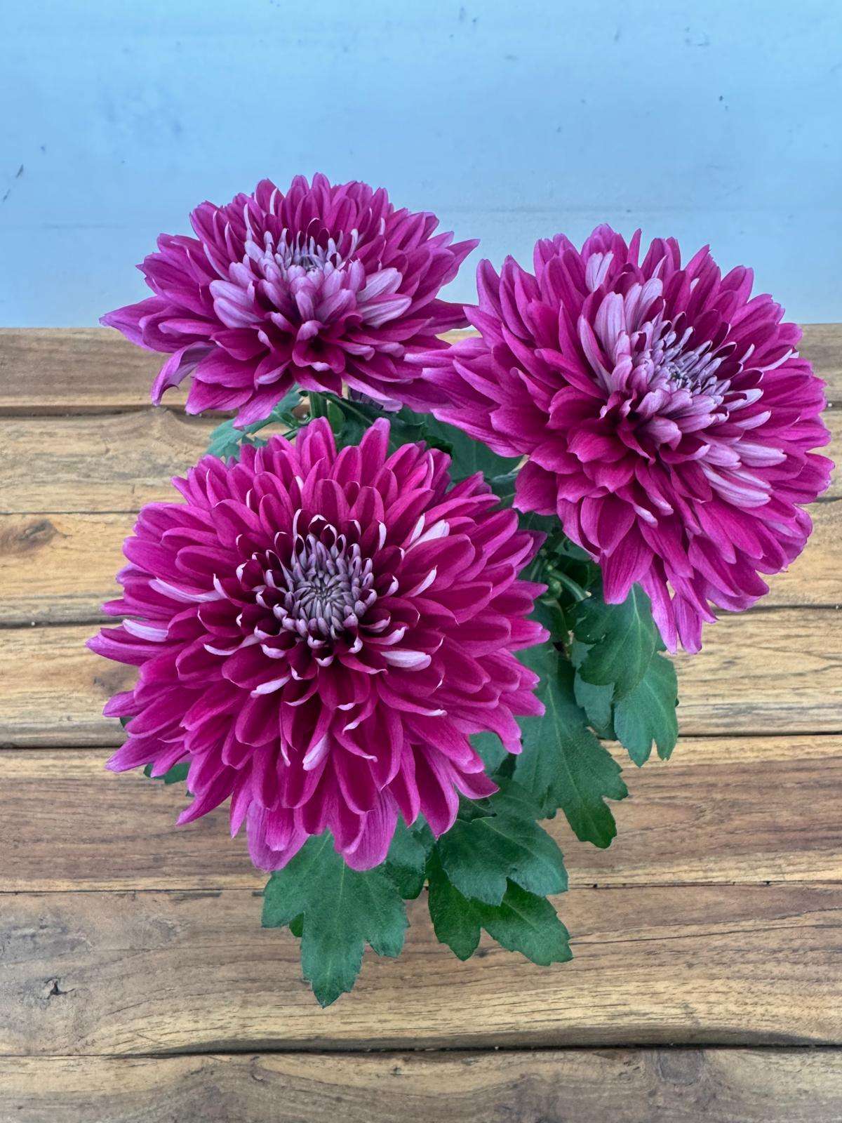 Chrysanthemum - V.14