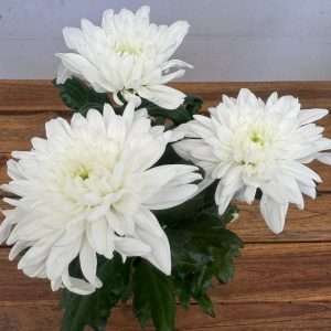 Chrysanthemum - V.14