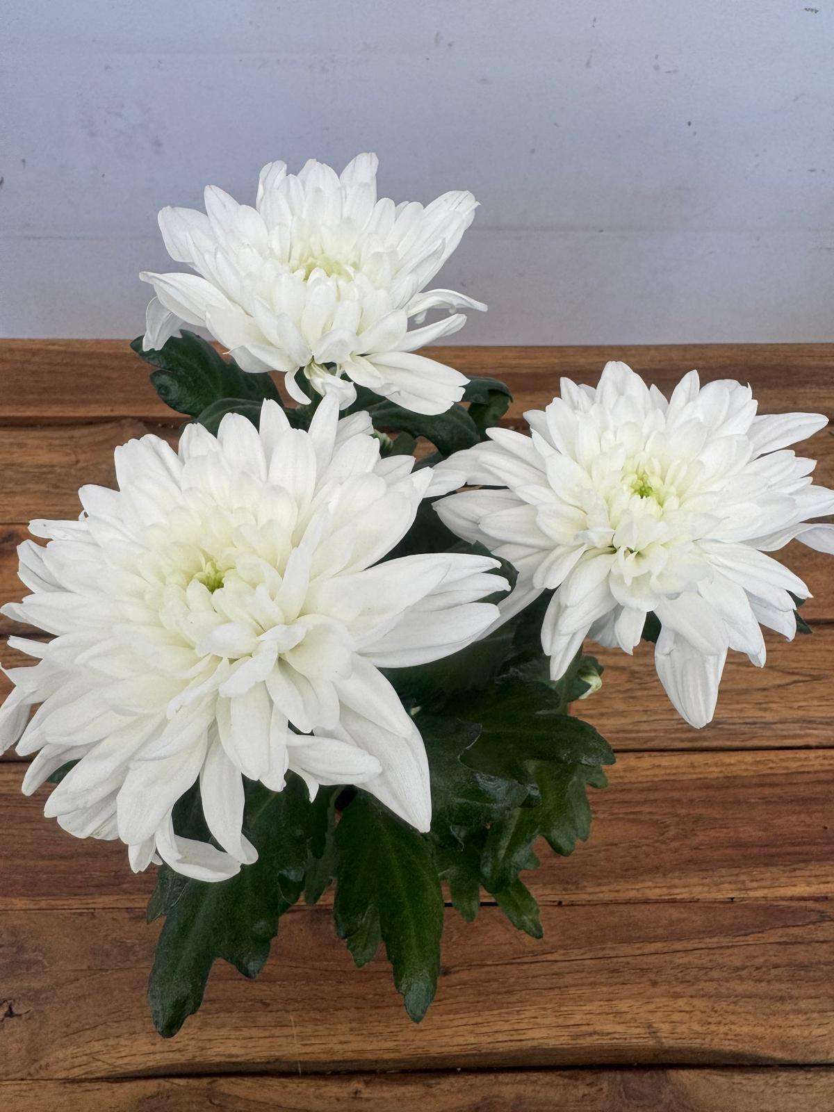 Chrysanthemum - V.14