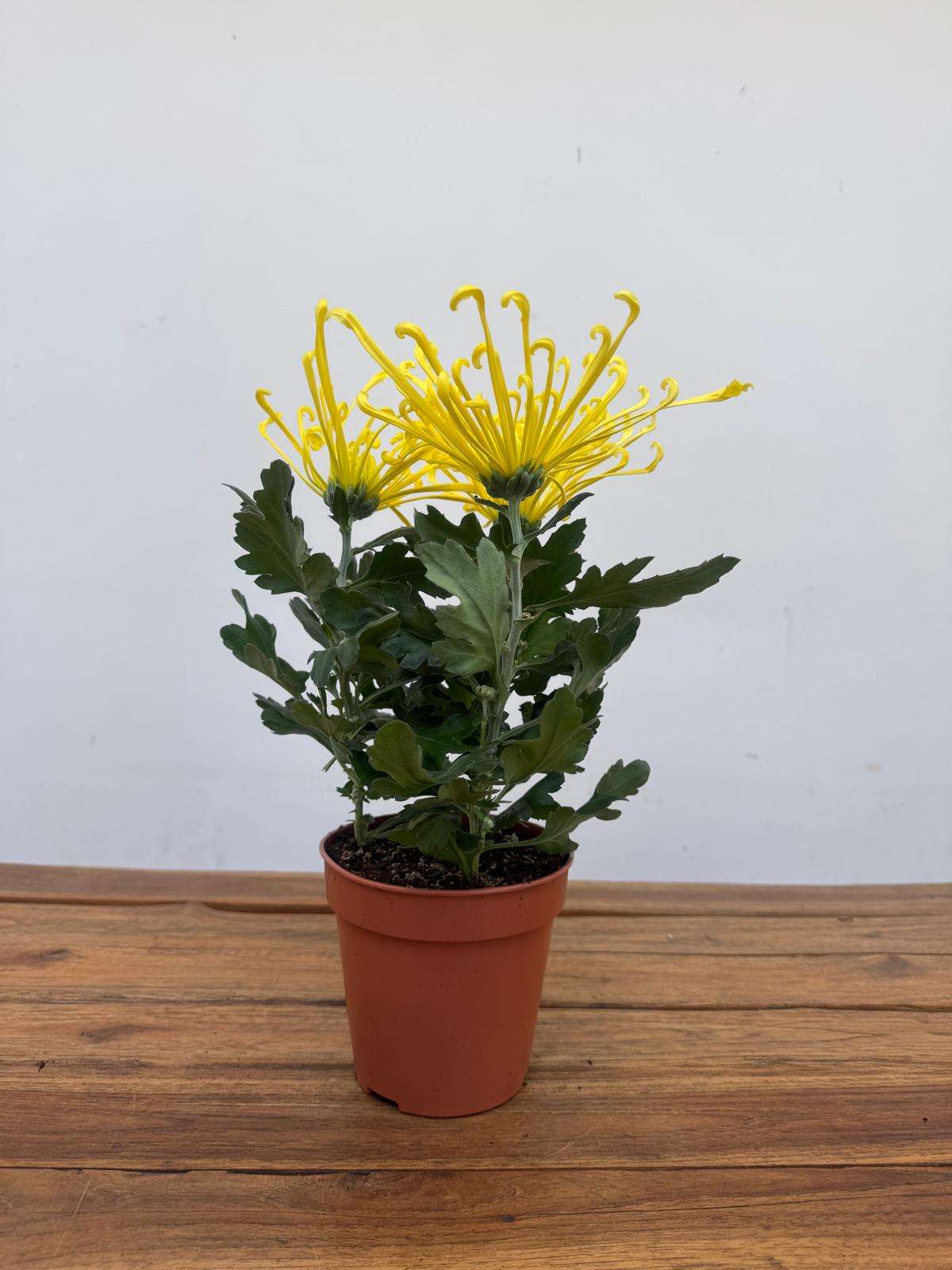 Chrysanthemum - V.14 - Image 2