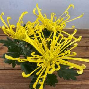 Chrysanthemum - V.14