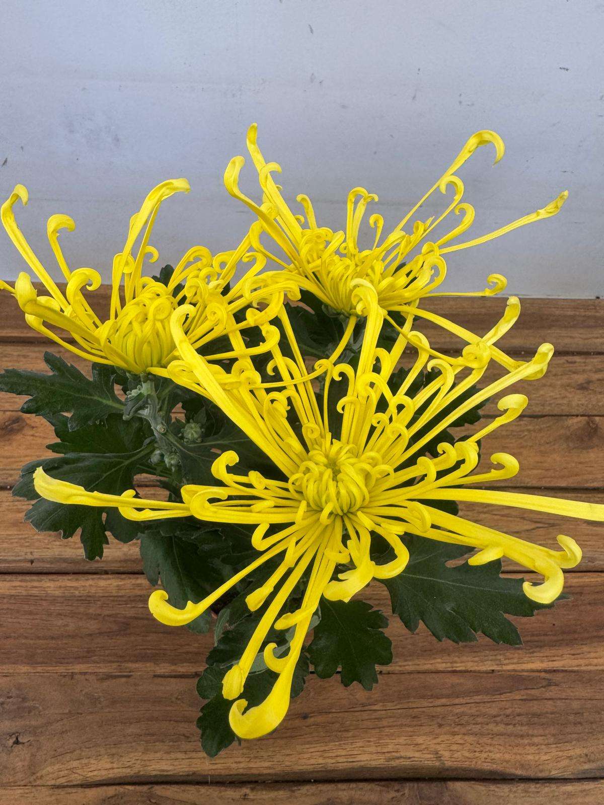 Chrysanthemum - V.14