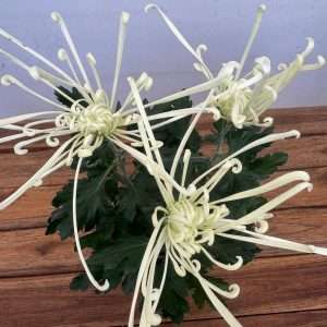 Chrysanthemum - V.14