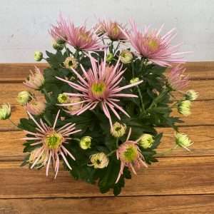 Chrysanthemum - V.14