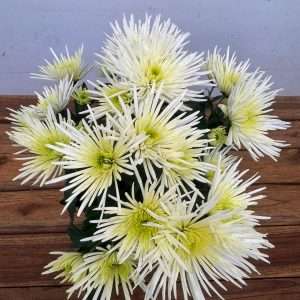 Chrysanthemum - V.14
