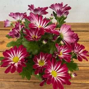 Chrysanthemum - V.14