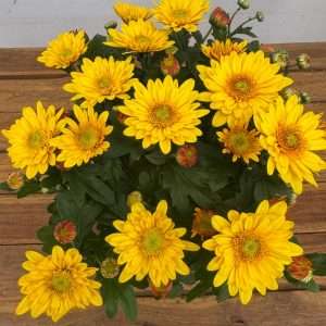 Chrysanthemum - V.14