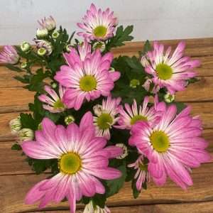 Chrysanthemum - V.14