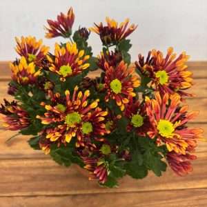 Chrysanthemum - V.14