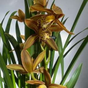 Cymbidium 2 Hastes - V.14