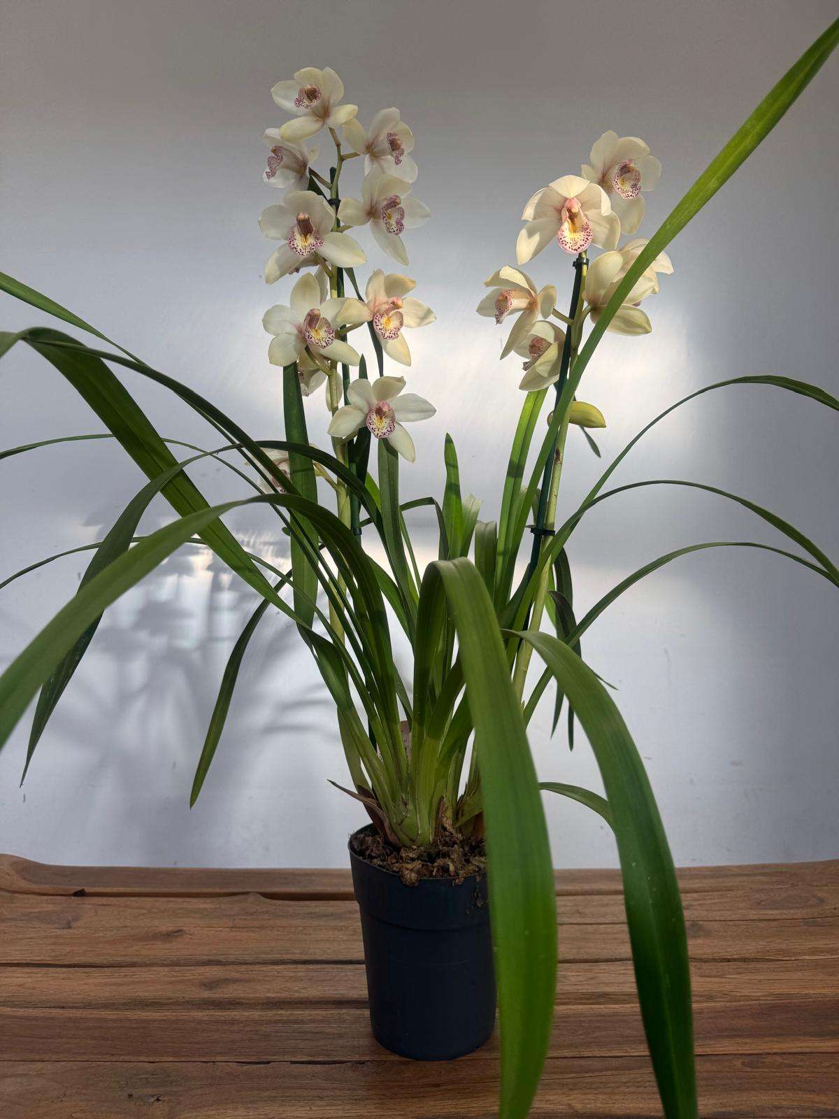 Cymbidium 2 Hastes - V.14 - Image 2