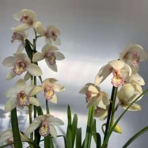 Cymbidium 2 Hastes - V.14