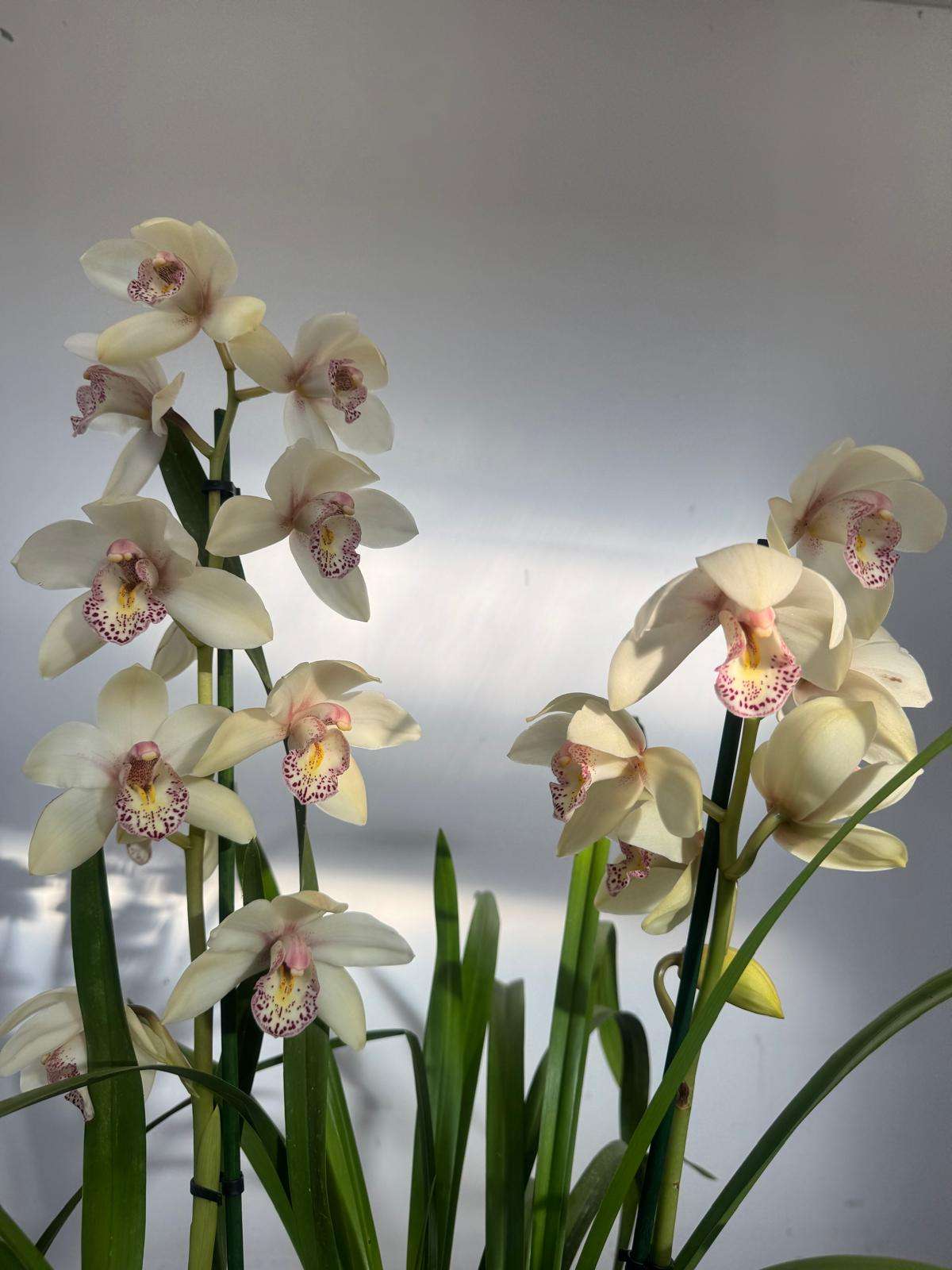 Cymbidium 2 Hastes - V.14