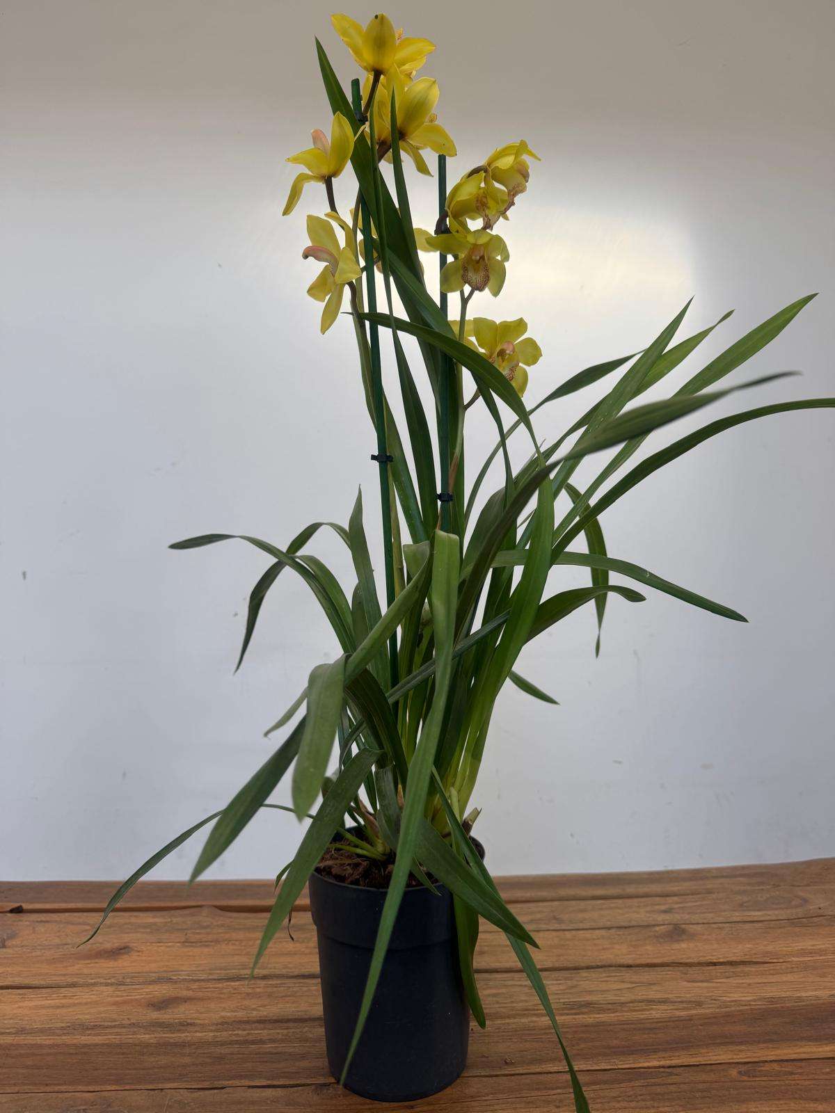 Cymbidium 2 Hastes - V.14 - Image 2