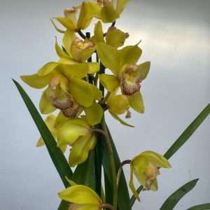 Cymbidium 2 Hastes - V.14