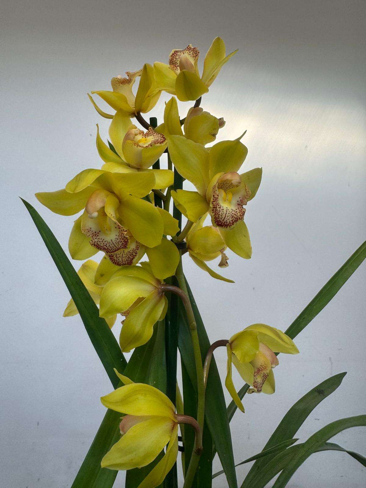 Cymbidium 2 Hastes - V.14