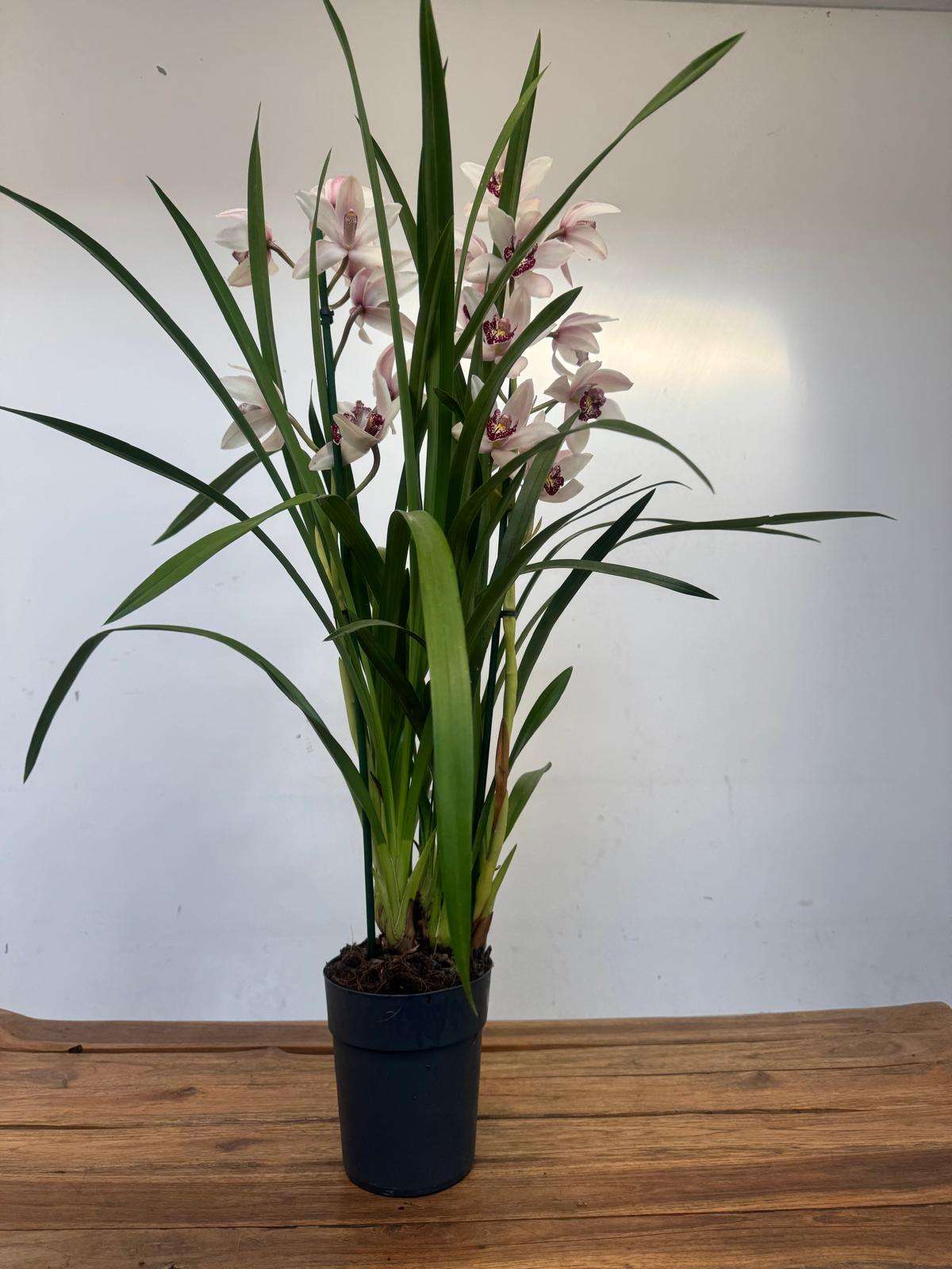 Cymbidium 2 Hastes - V.14 - Image 2