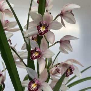 Cymbidium 2 Hastes - V.14