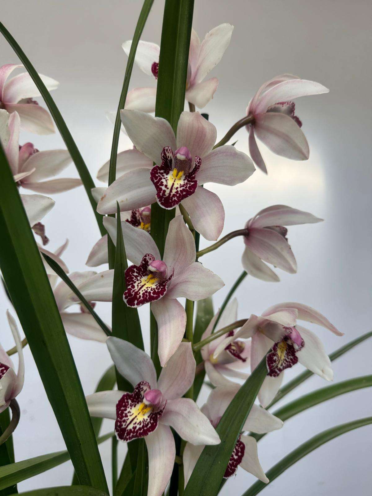 Cymbidium 2 Hastes - V.14