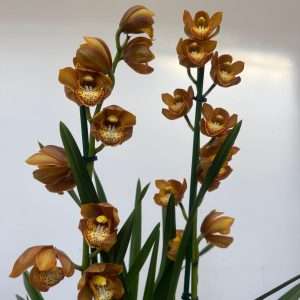 Cymbidium 2 Hastes - V.14