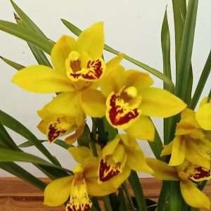 Cymbidium 2 Hastes - V.14