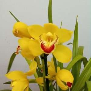 Cymbidium 1 Haste - V.14