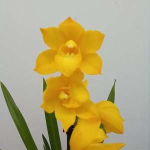 Cymbidium 1 Haste - V.14