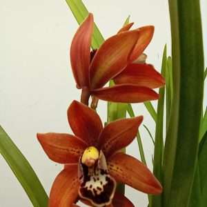 Cymbidium 1 Haste - V.14