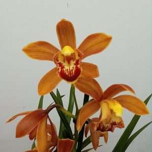 Cymbidium 1 Haste - V.14