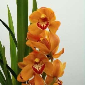 Cymbidium 1 Haste - V.14