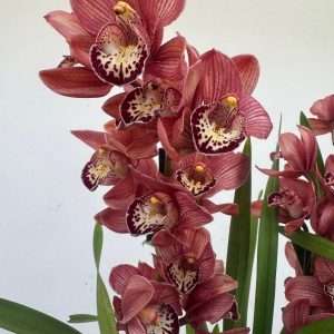 Cymbidium 2 Hastes - V.14