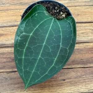 Hoya 'Latifolia' - V.12