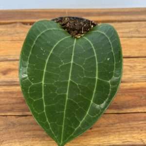 Hoya 'Latifolia' - V.14