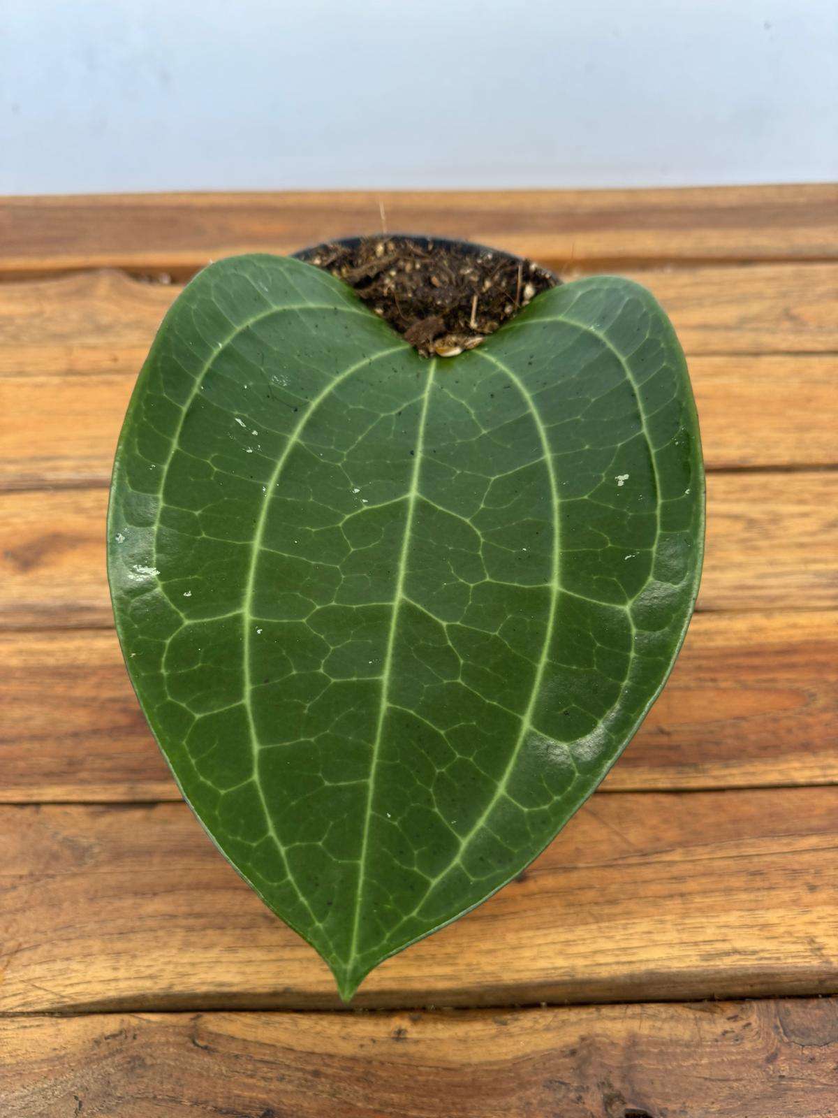 Hoya 'Latifolia' - V.14