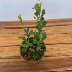Hoya Maripernsis - V.12