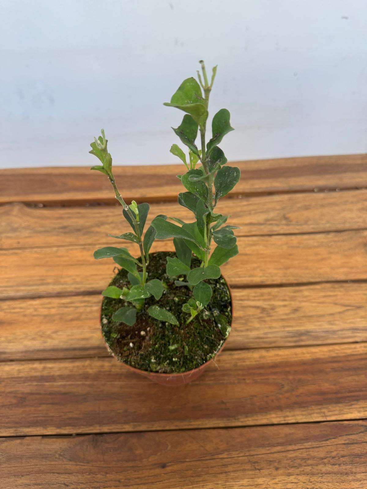Hoya Maripernsis - V.12