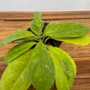 Hoya Finlaysonii (Orabella) - V.12