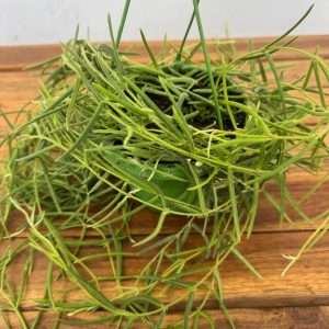 Hoya Linearis Hangongreen - V.14