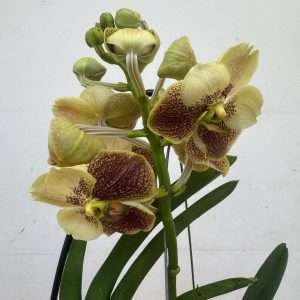 Vanda Hybriden